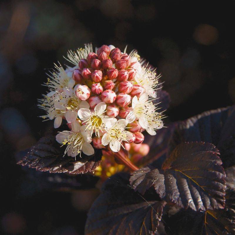 Physocarpe à feuilles d'obier 'Diabolo'  (Physocarpus opulifolius 'Diabolo') - Godet - Taille 13/25cm - Pépinières Naudet