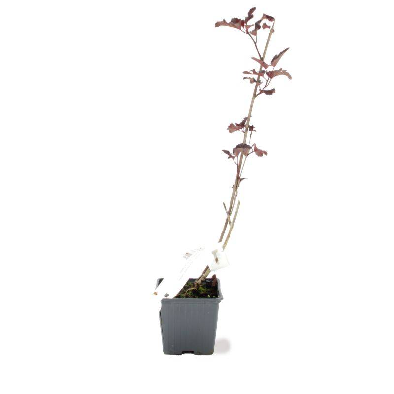 Physocarpe à feuilles d'obier 'Diabolo' (Physocarpus opulifolius 'Diabolo') - Godet - Taille 13/25cm - Pépinières Naudet - Image 2