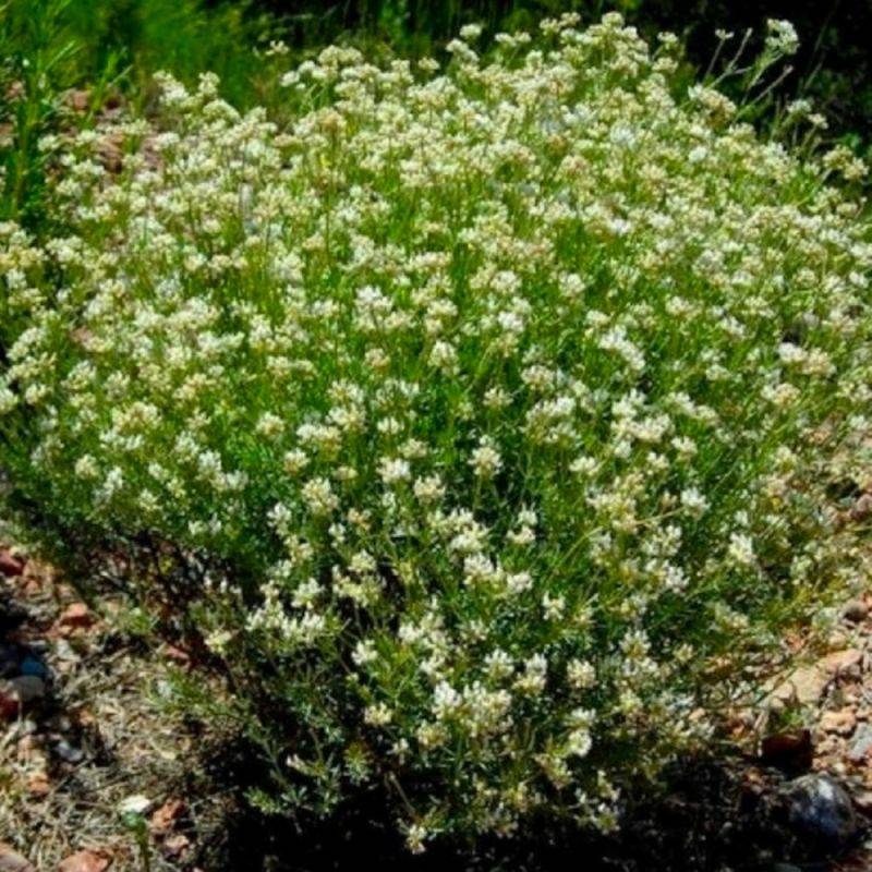 Bonjeanie hérissée (Dorycnie hirsutum 'Frejorgues') - Godet - Taille 20/40cm - Pépinières Naudet - Image 1
