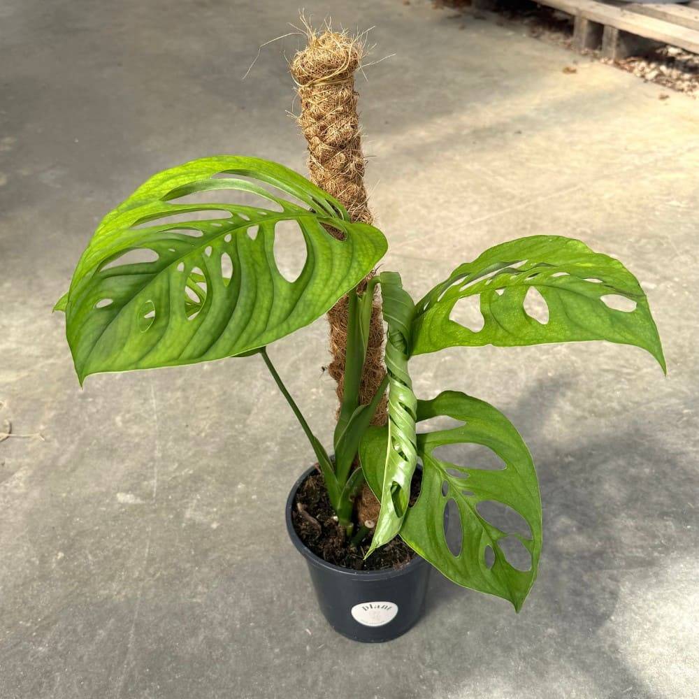 Monstera Esqueleto - Pot de 17cm - Plantes d'intérieur - Image 2