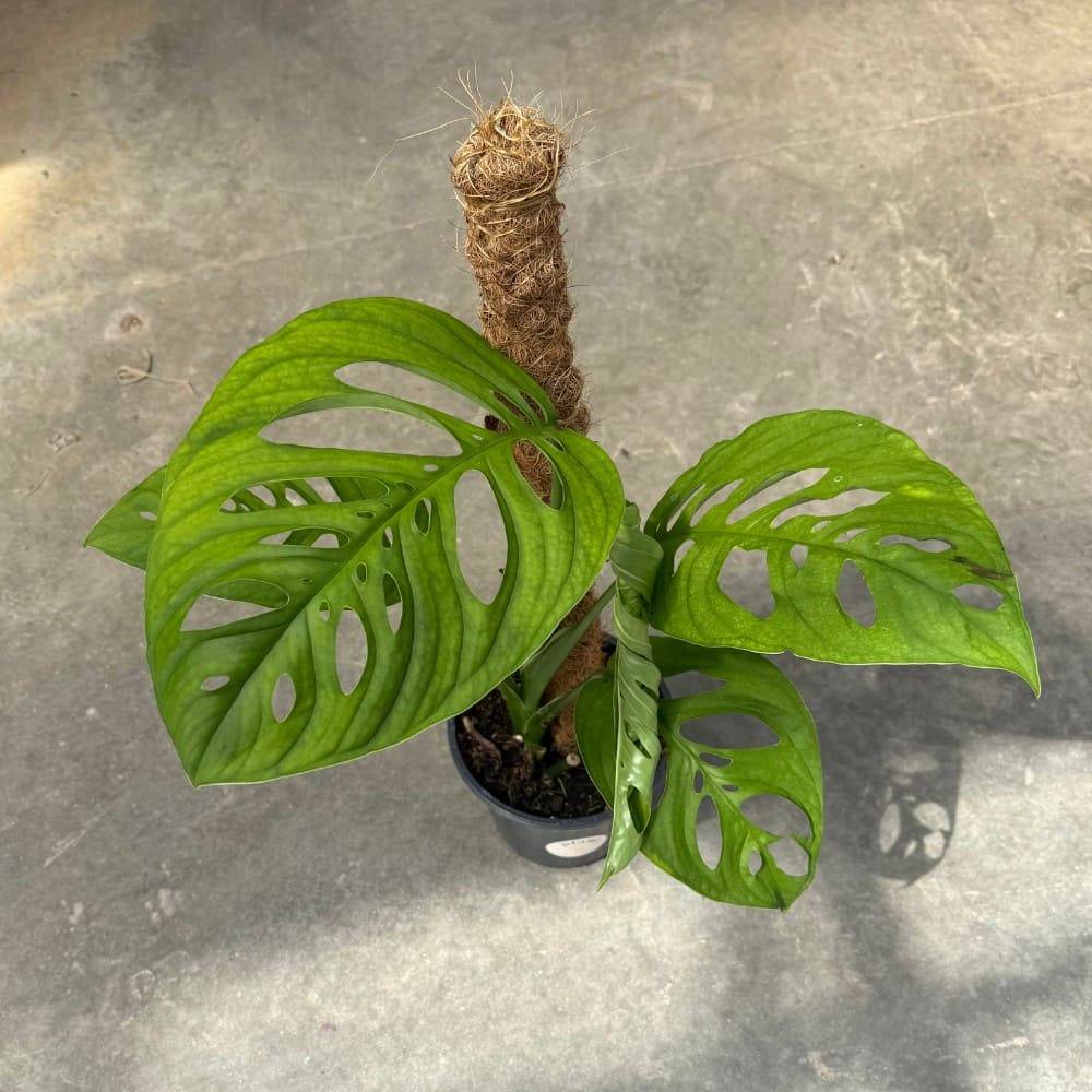 Monstera Esqueleto - Pot de 17cm - Plantes d'intérieur - Image 3