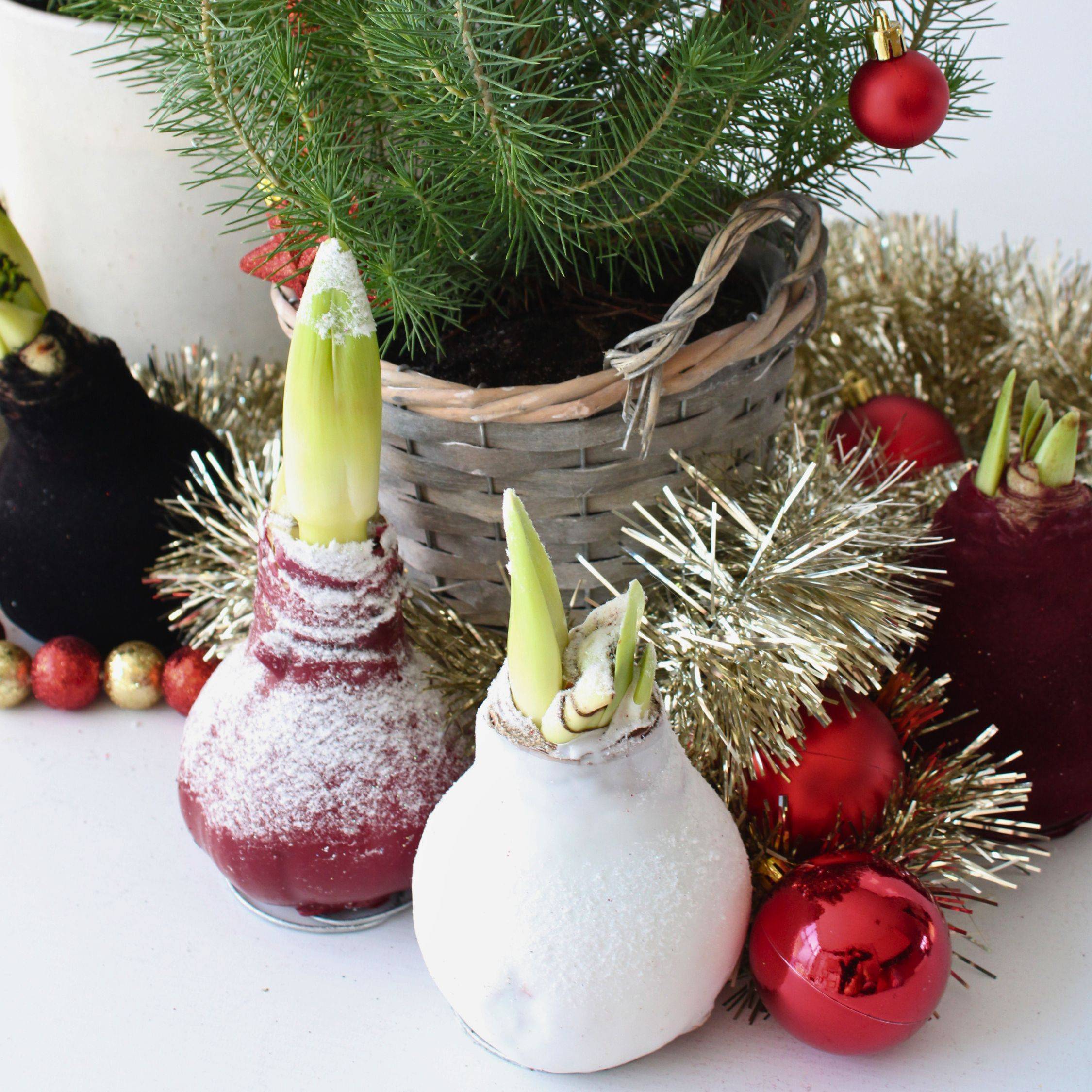 Plant In A Box - Amaryllis - Hippeastrum 'Wax Snow Red' - Bulbe de fleur - Rouge - Image 3