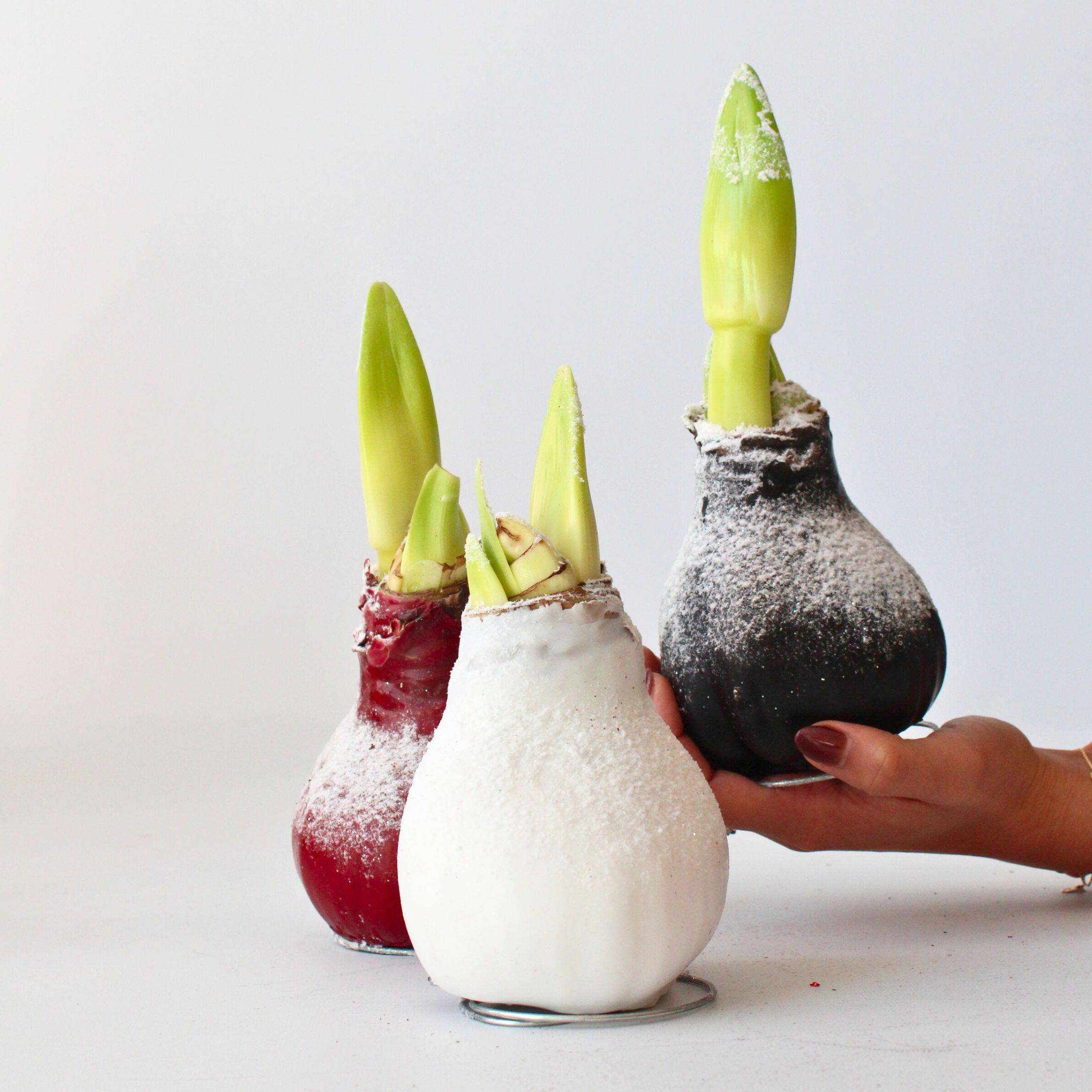 Plant In A Box - Amaryllis - Hippeastrum 'Wax Snow Red' - Bulbe de fleur - Rouge - Image 2