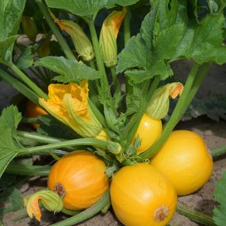 Courgette ronde jaune Midas F1 le sachet de 5 à 8 graines environ (1g)