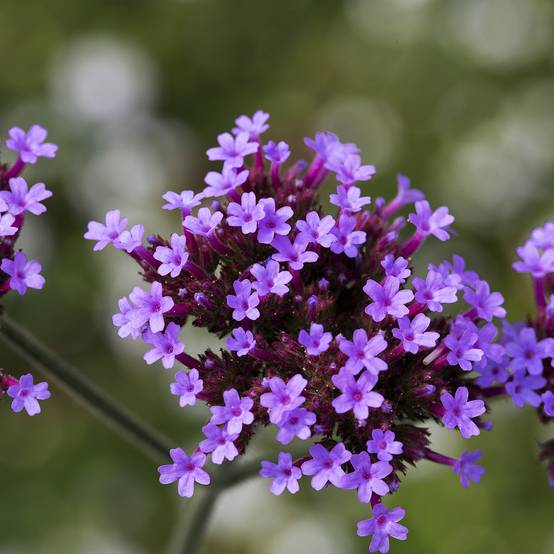 Verbena bonariensis Vanity - Verveine de Buenos Aires Godet de 8/9 cm