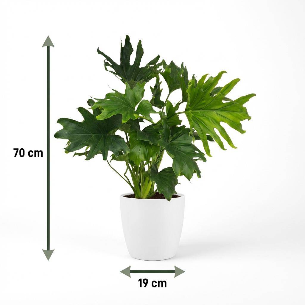 Philodendron - Philodendron Lickety split - Pot de 19cm - Hauteur 70cm - Blanc - Plantes d'intérieur - Image 5