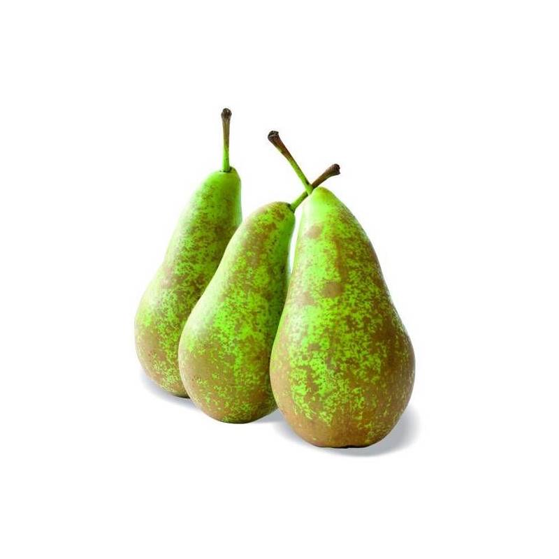 Poirier nain Pearlite - Nains de jardins® - Bon rendement - Pot de 4.5L - 30/60 cm - De 1,50 m à 2,00 m - Image 5