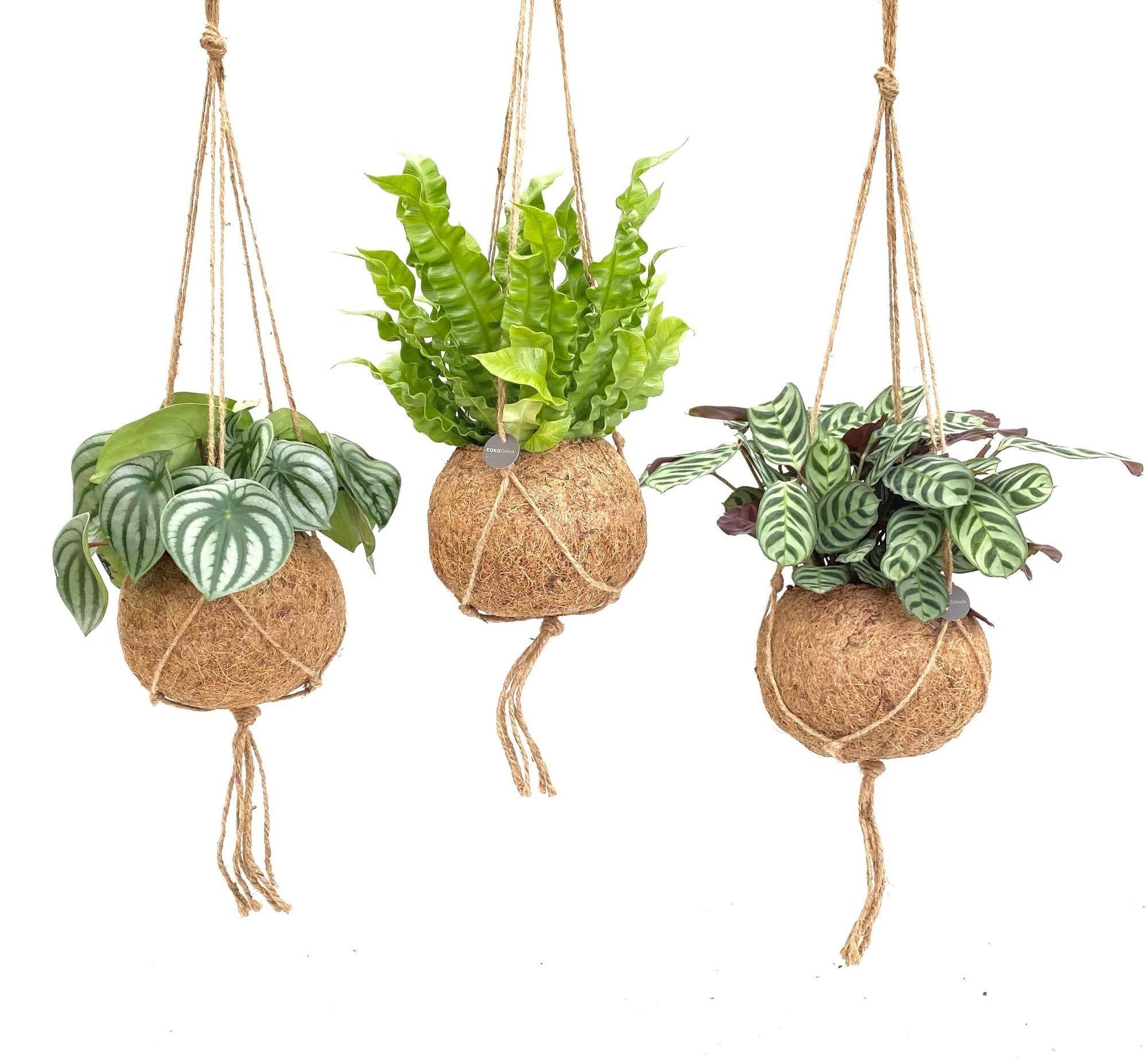 Box - 3 kokodama jungle 28cm - Plante d'intérieur- La Green Touch - Image 1