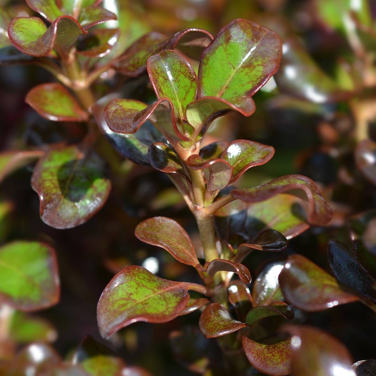 Promesse de Fleurs - Coprosma Chocolate Soldier Pot de 2L/3L