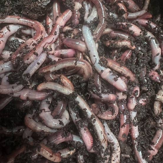 Ferme Du Moutta - Vers Dendros vivants pour la pêche, 250 g soit environ 150 vers de 6 à 10 cm - Image 2
