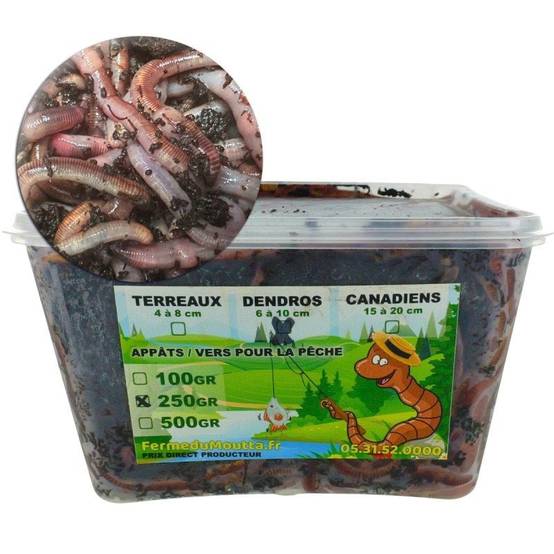 Ferme Du Moutta - Vers Dendros vivants pour la pêche, 250 g soit environ 150 vers de 6 à 10 cm - Image 1