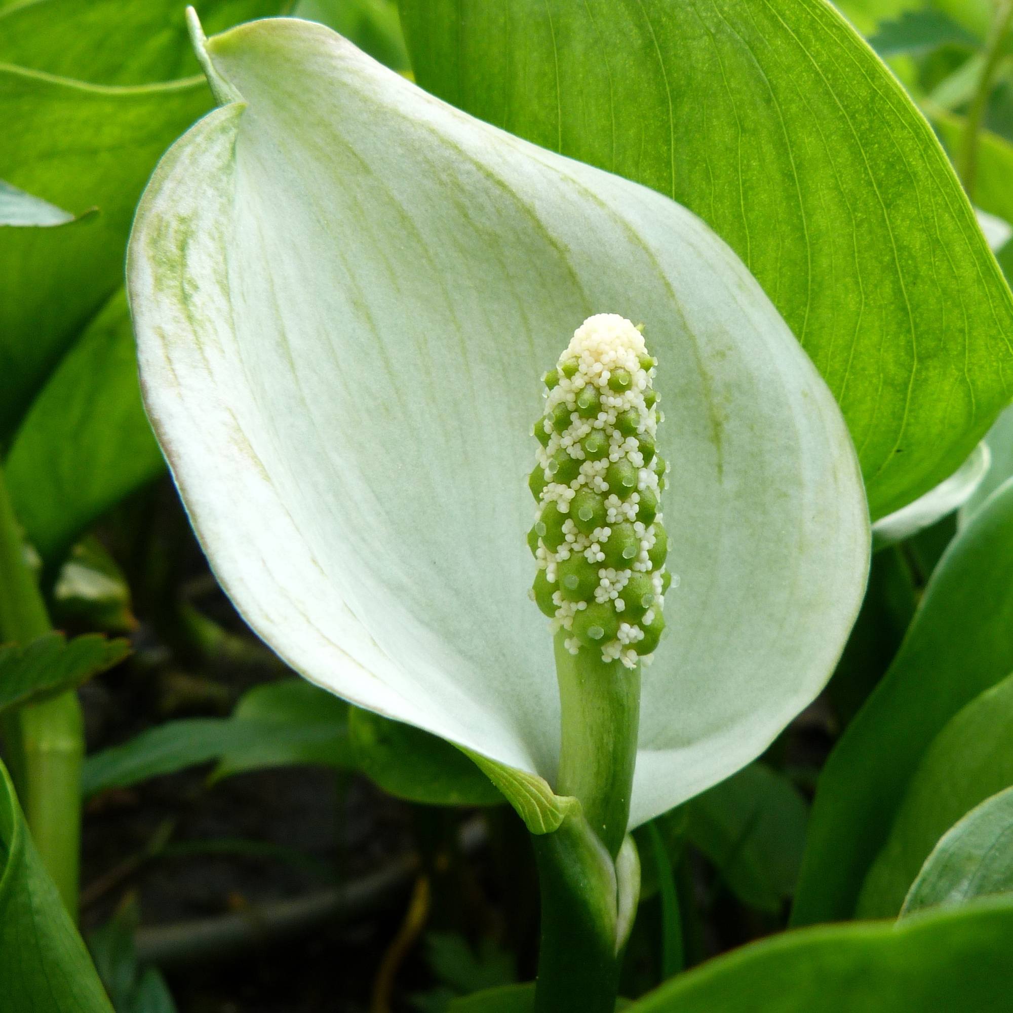 Promesse de Fleurs - Arum ou Calla palustris Godet de 8/9 cm