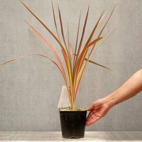 Cordyline x banksii Electric Star Pot de 3L/4L - Image 2