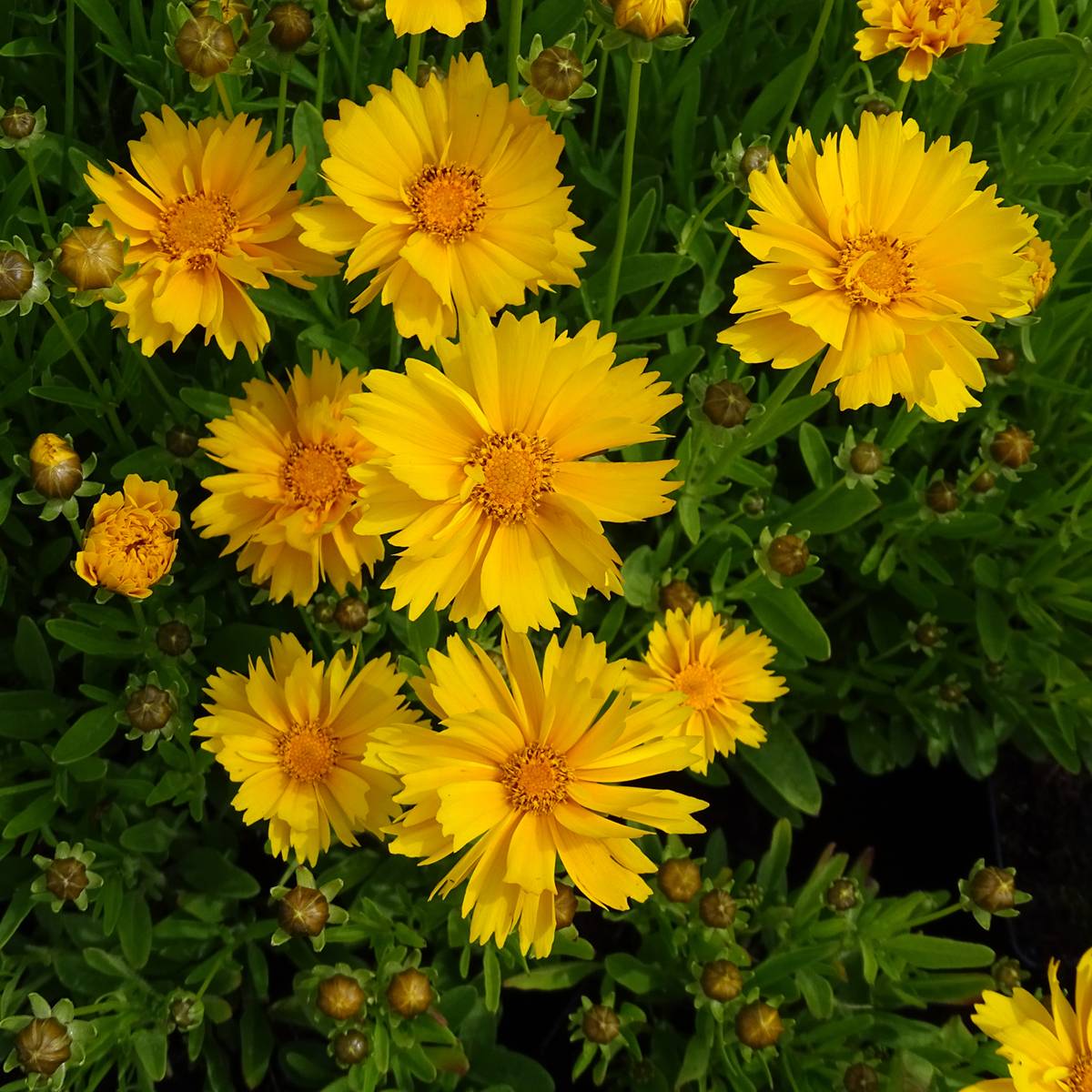 Coreopsis grandiflora Sunray - Coréopsis à grandes fleurs Godet de 8/9 cm