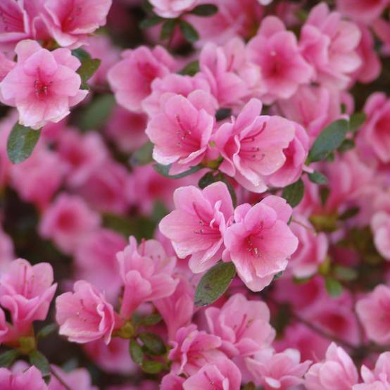 Azalée du Japon Kirin - Rhododendron hybride Pot de 2L/3L - Image 1