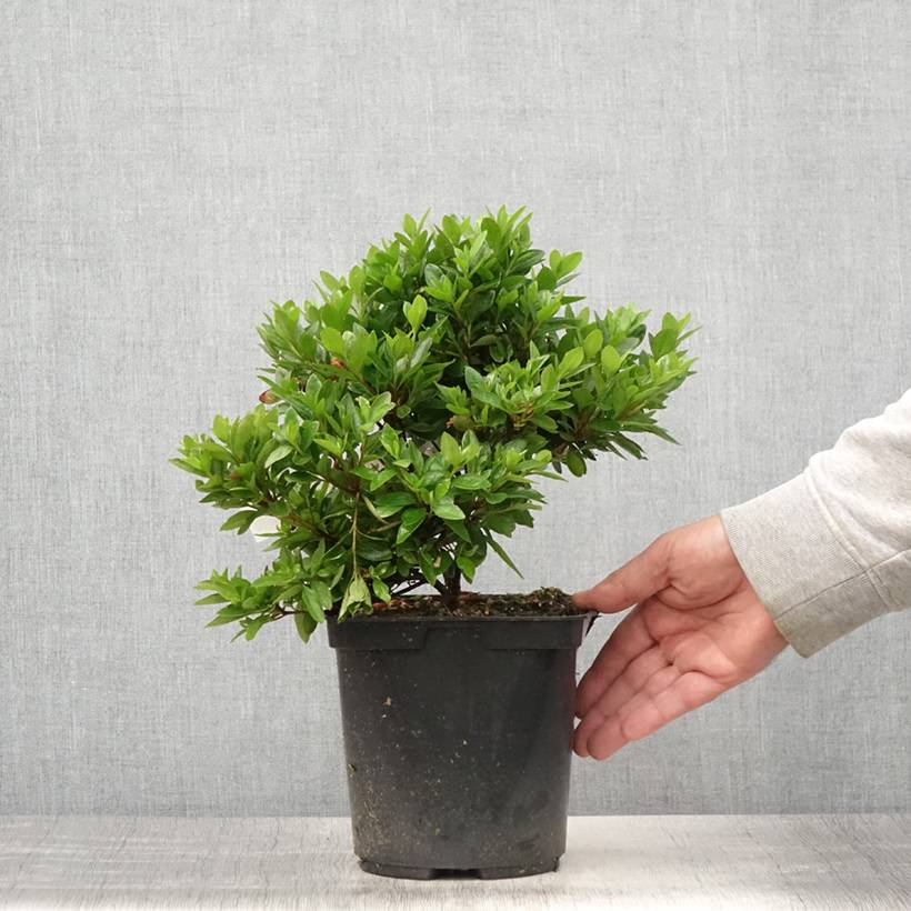 Azalée du Japon Kirin - Rhododendron hybride Pot de 2L/3L - Image 2