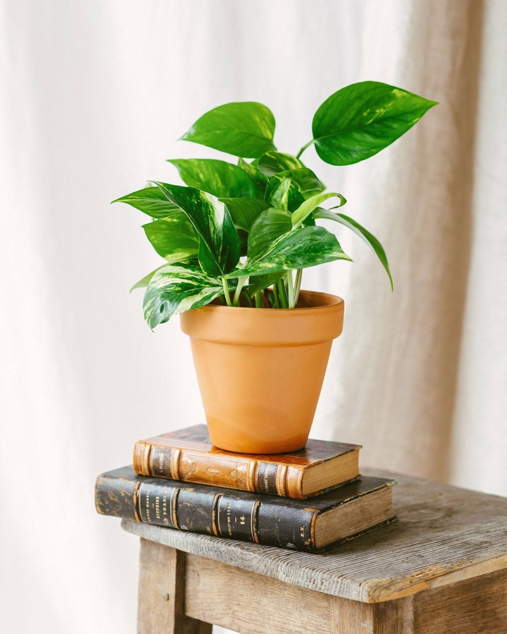 Pothos Scindapsus Aureum 25cm - Plante d'intérieur- La Green Touch - Image 2