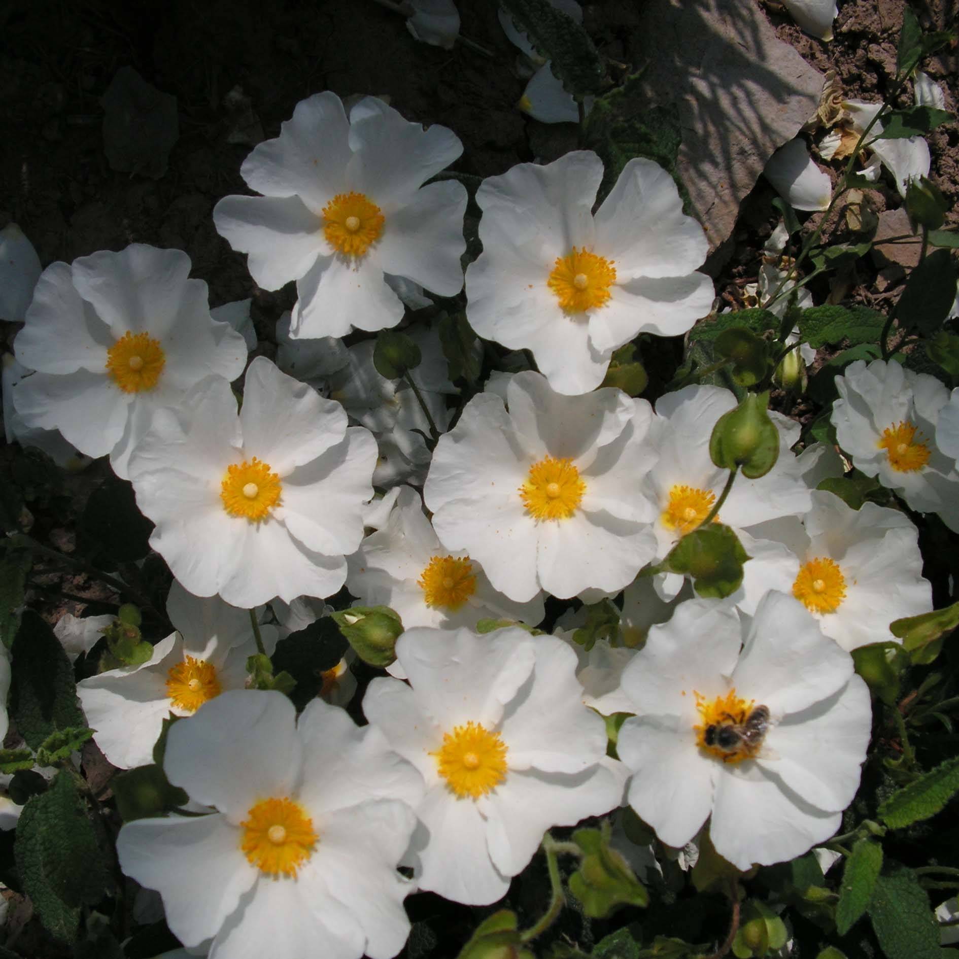 Promesse de Fleurs - Cistus corbariensis - Ciste des Corbières Pot de 2L/3L - Image 1