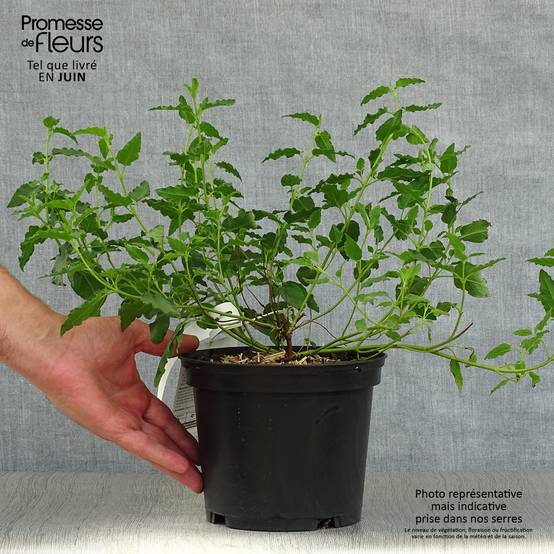 Promesse de Fleurs - Cistus corbariensis - Ciste des Corbières Pot de 2L/3L - Image 2