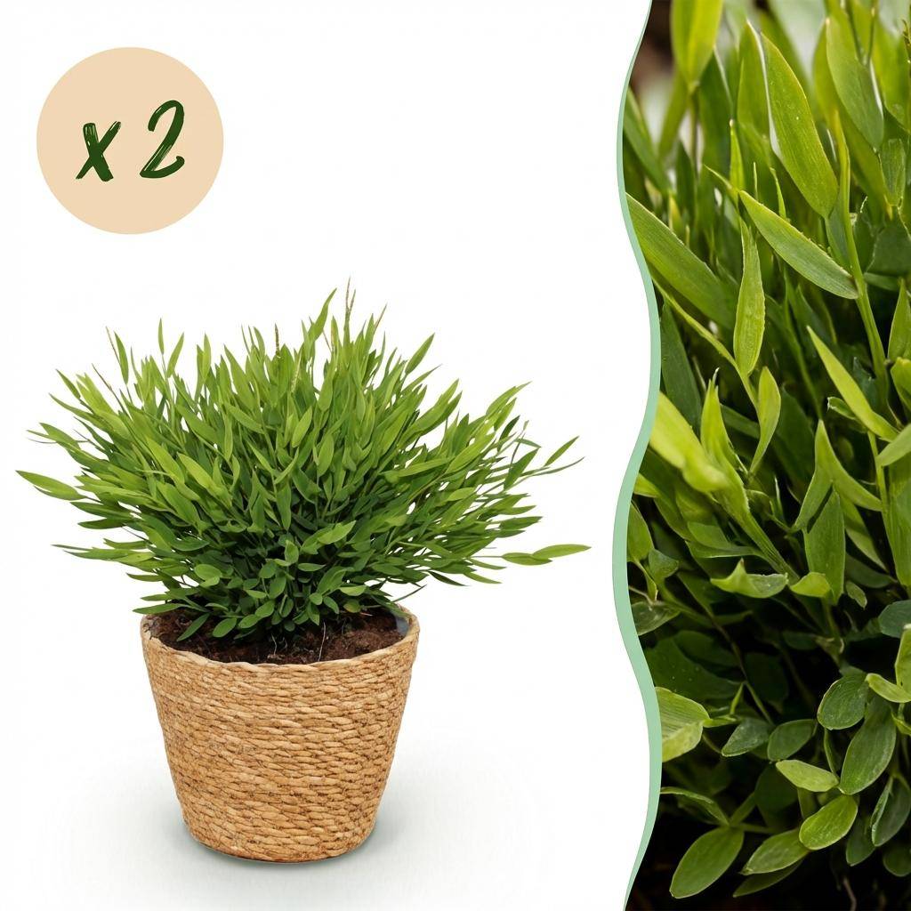 Bamusa Pogonatherum Monica - Pet-friendly - Bambou miniature - Pot de 12cm - Hauteur 20cm - 2 plantes - Panier - Plantes d'intérieur - Image 1