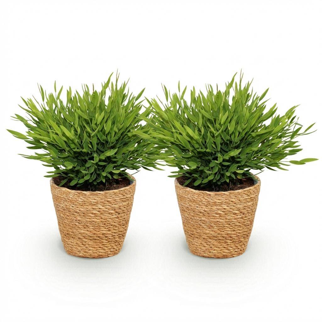 Bamusa Pogonatherum Monica - Pet-friendly - Bambou miniature - Pot de 12cm - Hauteur 20cm - 2 plantes - Panier - Plantes d'intérieur - Image 2