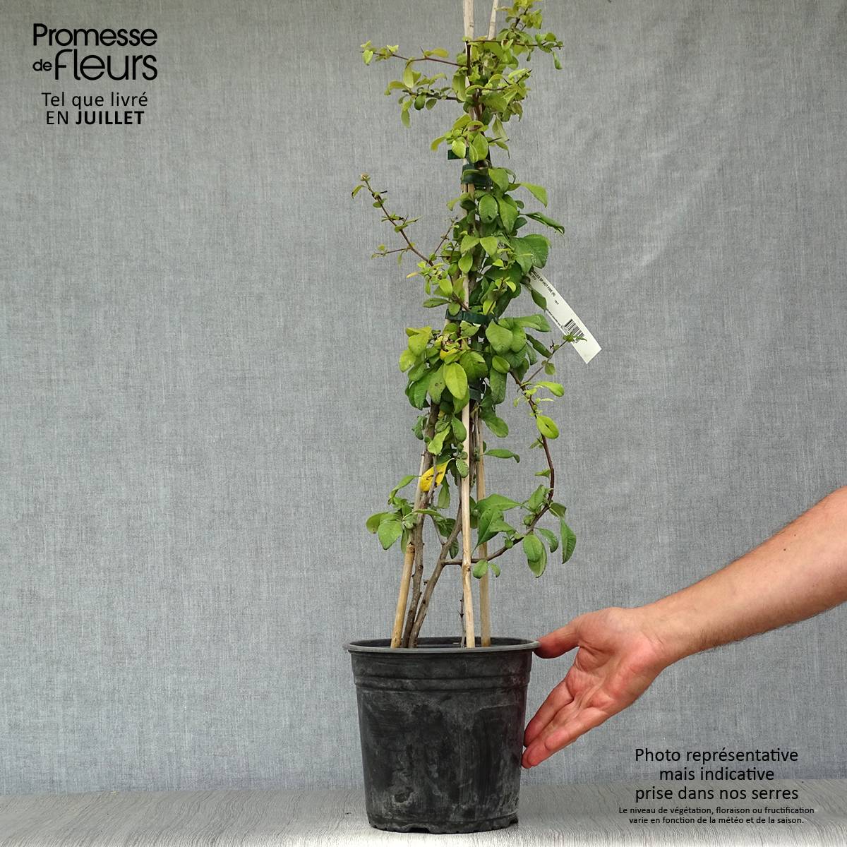 Promesse de Fleurs - Cognassier du Japon Hot Fire - Chaenomeles speciosa  Pot de 4L/5L - Image 2