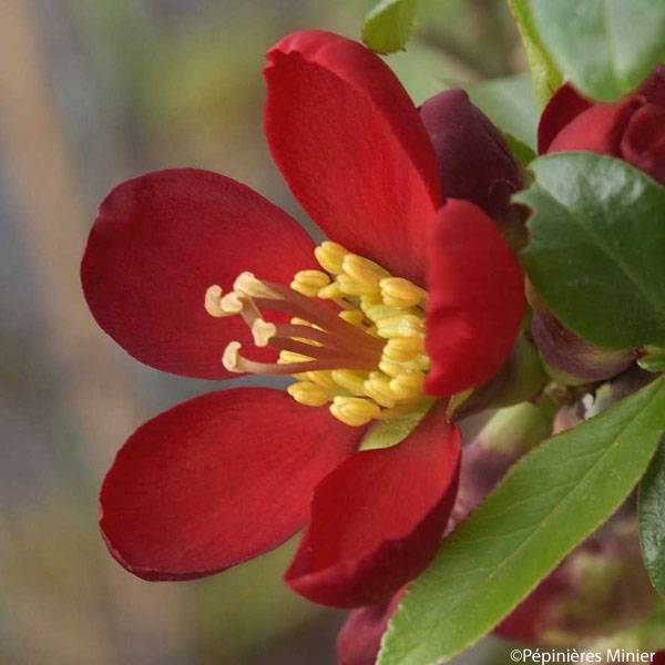 Promesse de Fleurs - Cognassier du Japon Hot Fire - Chaenomeles speciosa  Pot de 4L/5L - Image 1