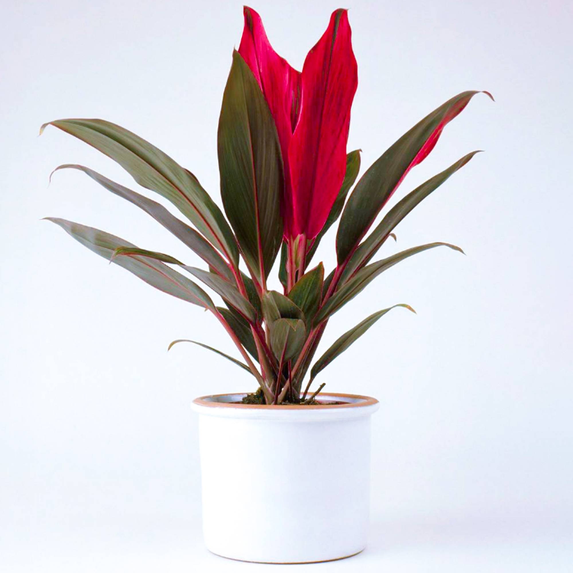 Gardenersdream - Cordyline Tango De 30 À 40 Cm Pot Inclus | Vente Plante D’Intérieur Panachée Cadeau - GardenersDream - Image 1