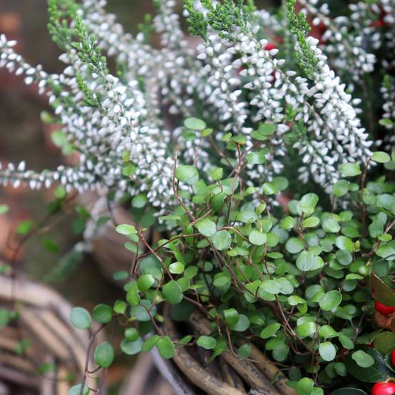 Muehlenbeckia axillaris - Muehlenbeckie rampante. Godet de 8/9 cm - Image 1