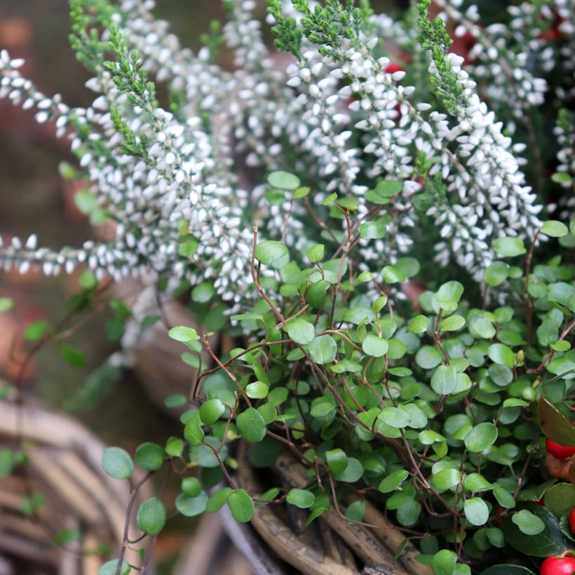 Muehlenbeckia axillaris - Muehlenbeckie rampante. Godet de 8/9 cm