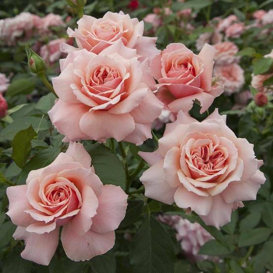 Rosier à fleurs groupées Botticelli® 'Meisylpho' à fleurs Rose - feuillage Caduc - Pot de 10 L - 1/2 tige- hauteur à maturité De 0,50 m à 1,00 m - Image 1