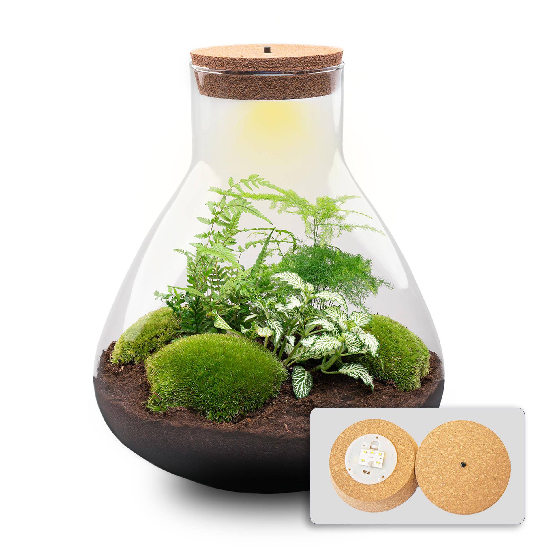 Terrarium à composer bouteille en verre recyclé - Ø30-H35cm - sans outils - Terrarium DIY - Image 1