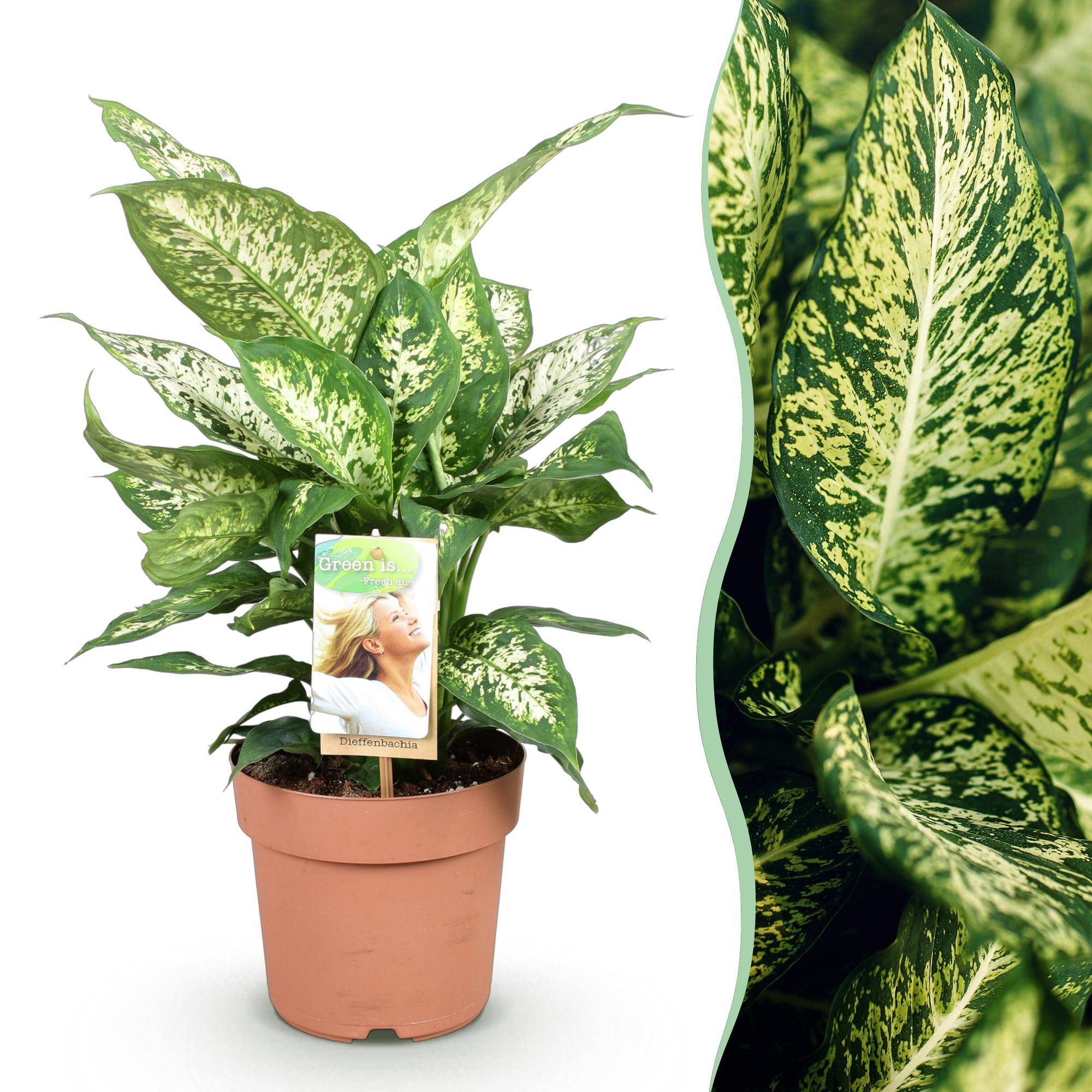 Dieffenbachia Compacta - D17 H50cm - Image 2