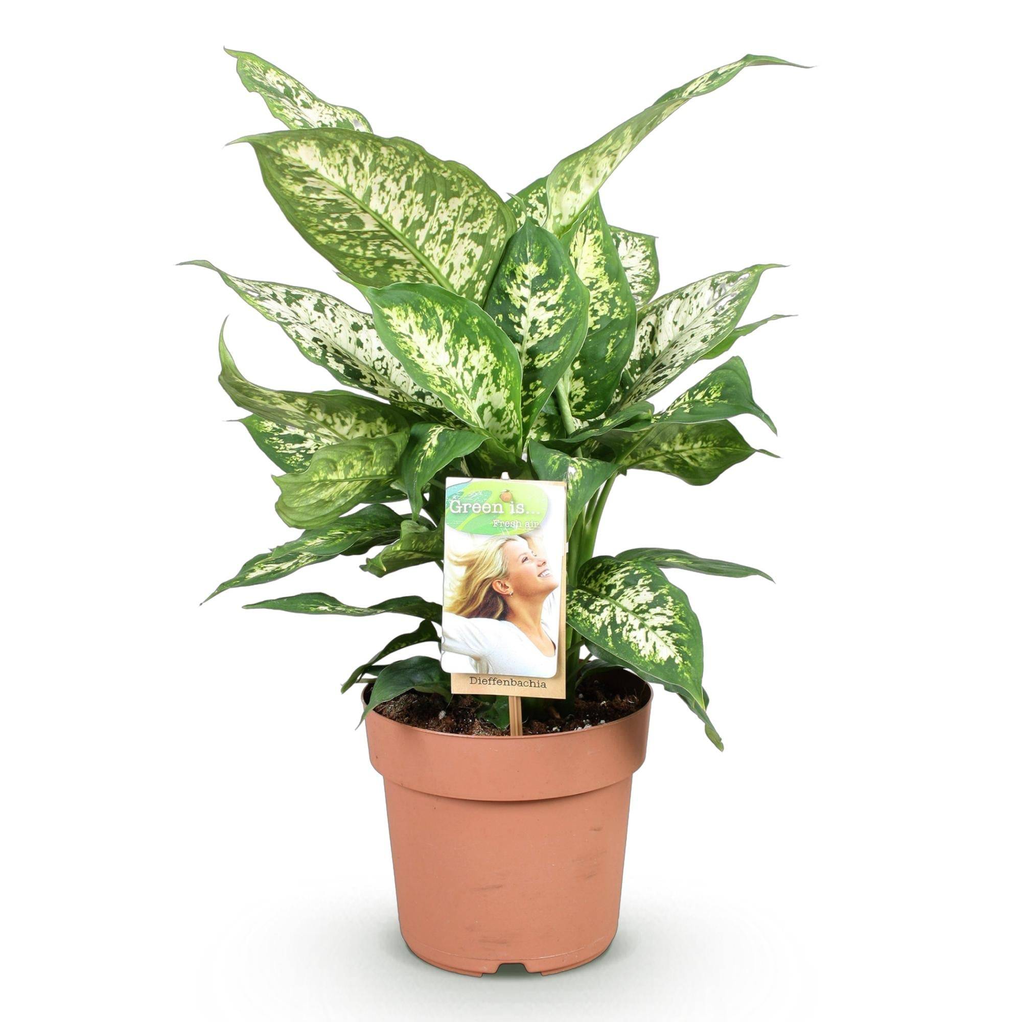 Dieffenbachia Compacta - D17 H50cm - Image 3