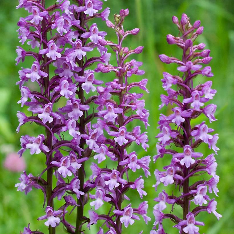 Gymnadenia conopsea - Orchis moucheron Godet de 8/9 cm