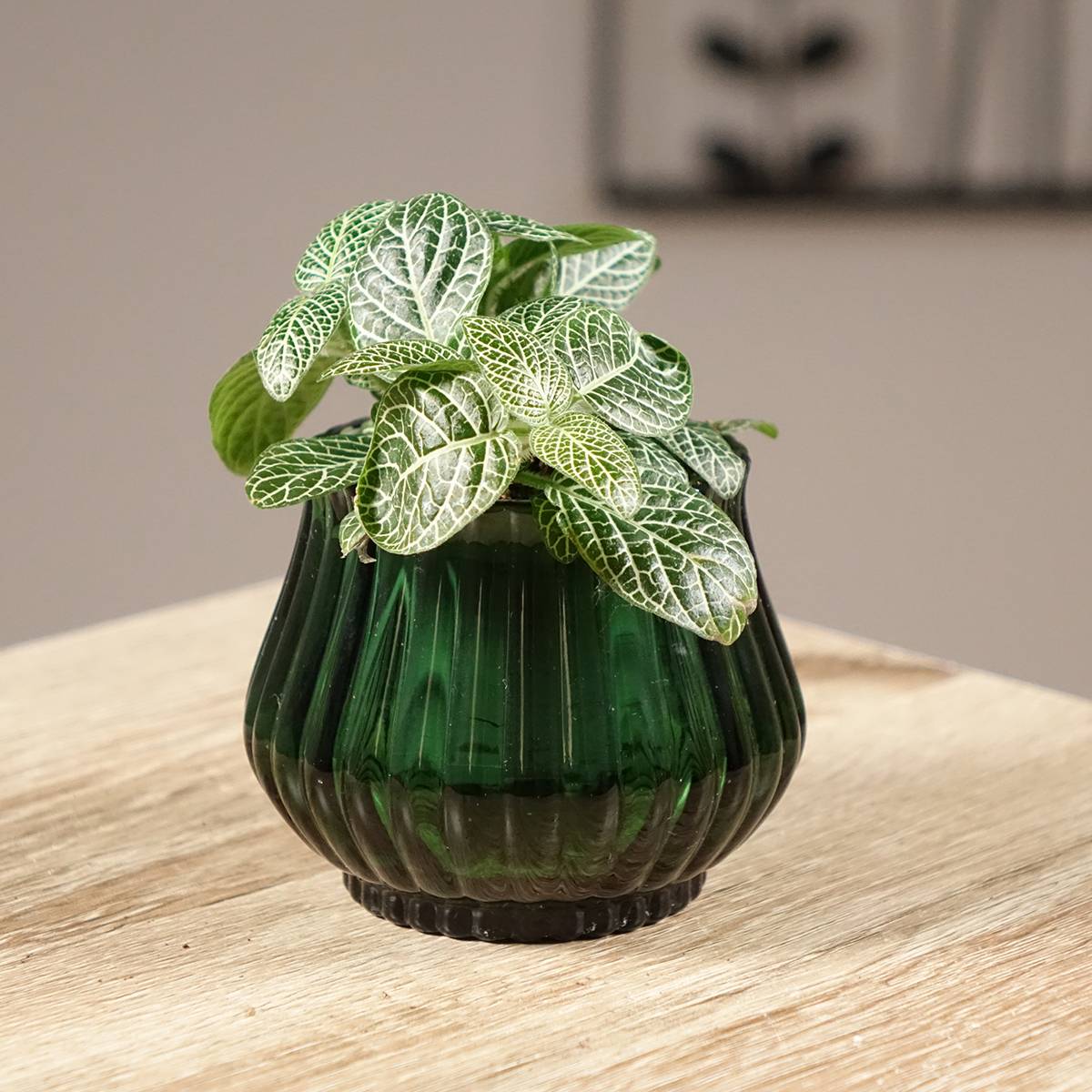 Fittonia Mini White Mini-plante