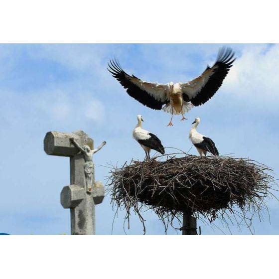 MKW - Plateforme de nidification pour Cigognes et grands rapaces - Image 2