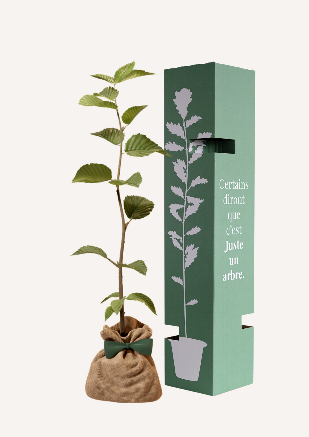 Juste Un Arbre - JUSTE UN ARBRE. – Charme commun | Idée cadeau naissance, mariage, anniversaire – Arbre majestueux pour jardin spacieux. - Image 2