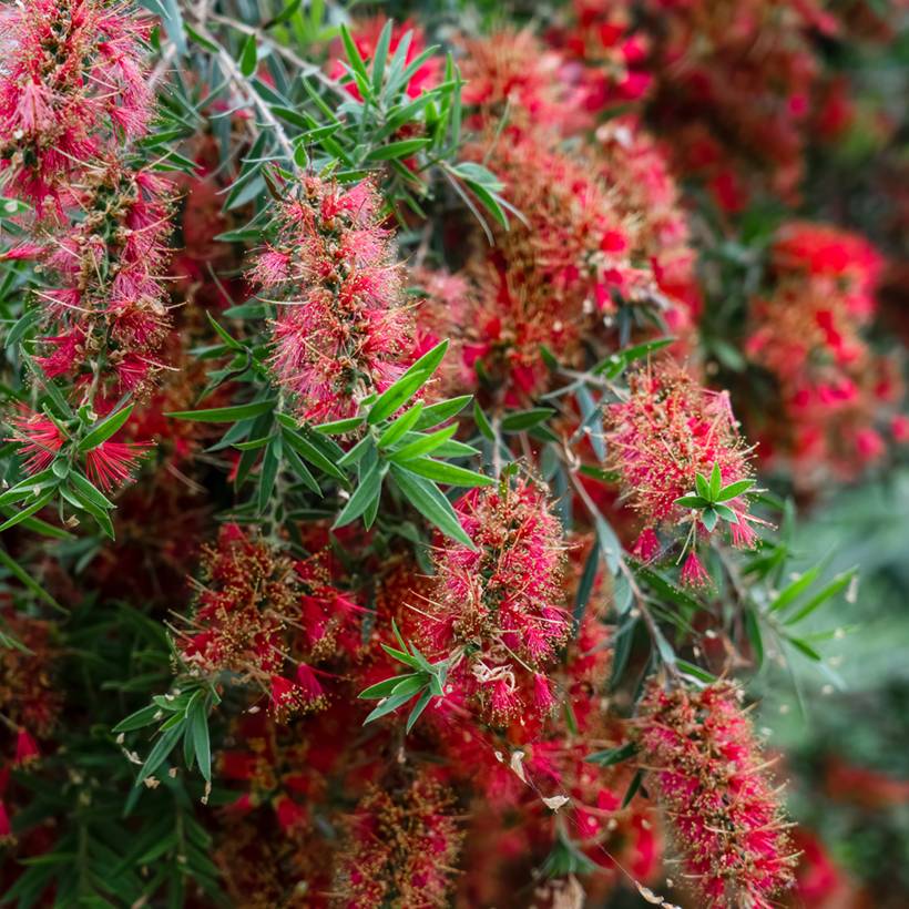 Callistemon viminalis Captain Cook - Rince-bouteille Pot de 2L/3L