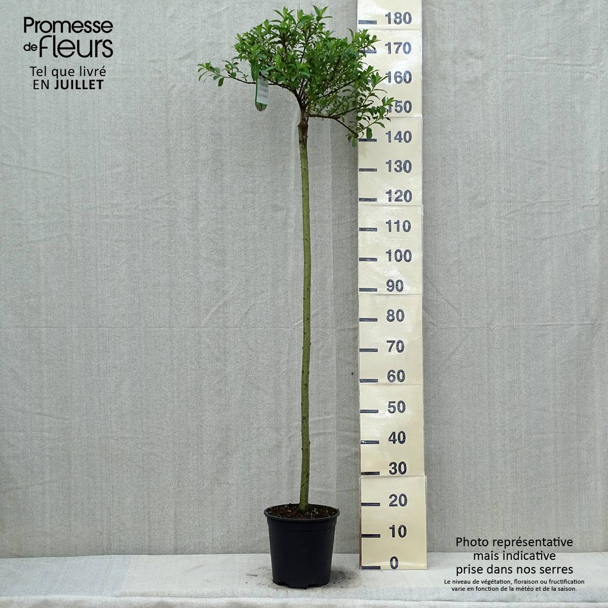 Salix chaenomeloides Mount Aso - Saule japonais Pot de 6L/7L, Tige, Tige de 110 cm - Image 2
