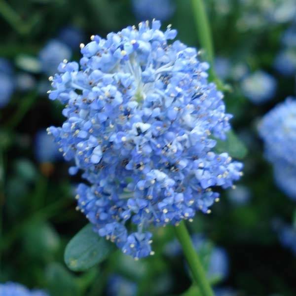 Céanothe Skylark - Lilas de Californie Pot de 4L/5L