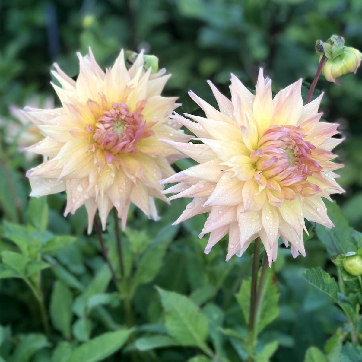 Dahlia semi cactus Penhill Autumn Shade Bulbe calibre I