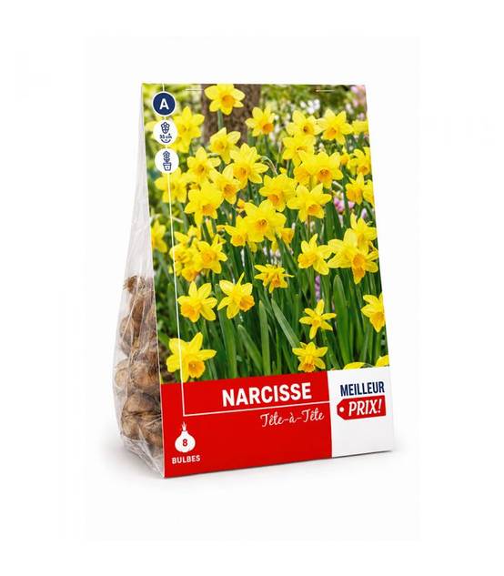 Narcisse botanique Tête-à-Tête Sgaravatti 8 bulbes jaunes, variété compacte idéale en pot, massif et fleur coupée - 618035 - Image 2