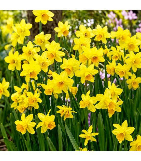 Narcisse botanique Tête-à-Tête Sgaravatti 8 bulbes jaunes, variété compacte idéale en pot, massif et fleur coupée - 618035 - Image 1