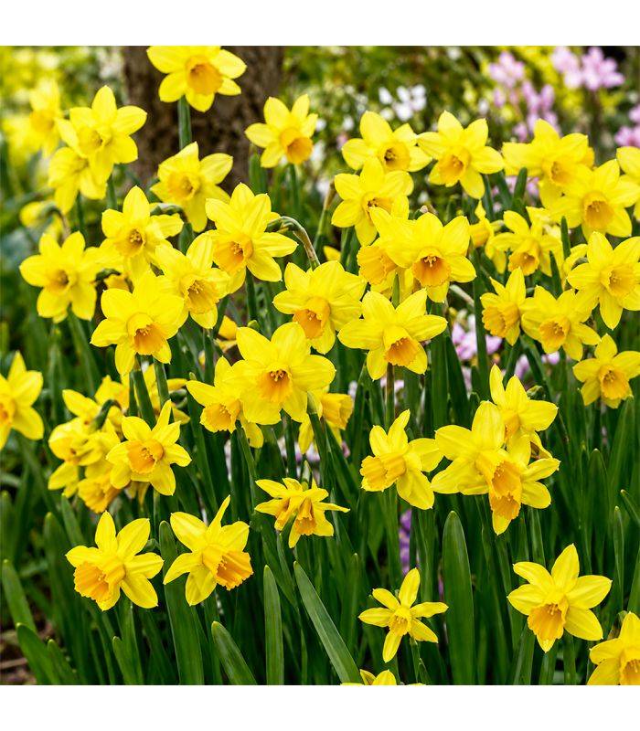 Narcisse botanique Tête-à-Tête Sgaravatti 8 bulbes jaunes, variété compacte idéale en pot, massif et fleur coupée - 618035 - Image 1