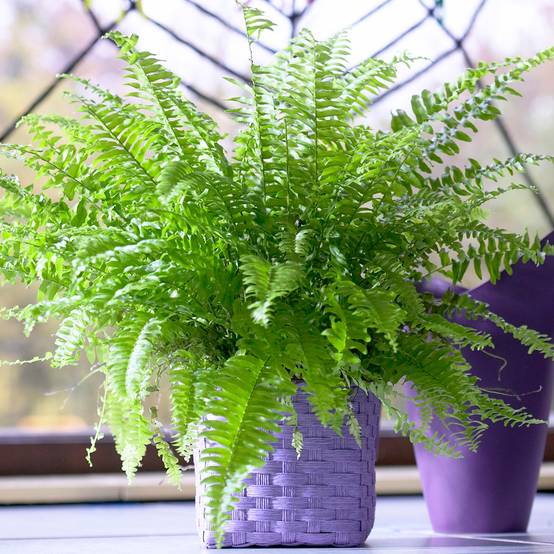 Gardenersdream - Fougère De Boston Fraîche - Plante D'Intérieur En Pot De 25 À 35 Cm Pour Purifier L'Air - Cadeau - GardenersDream - Image 1