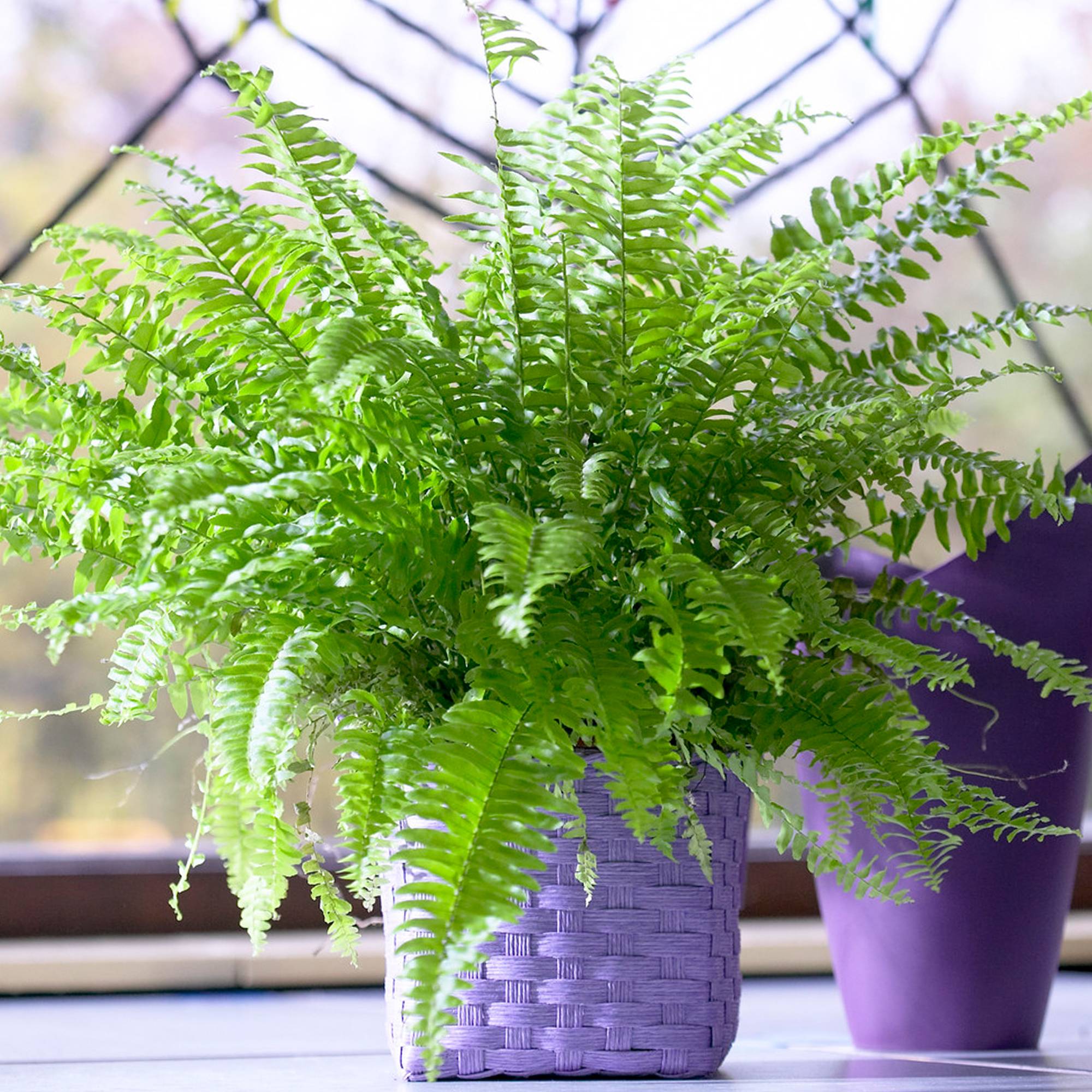 Gardenersdream - Fougère De Boston Fraîche - Plante D'Intérieur En Pot De 25 À 35 Cm Pour Purifier L'Air - Cadeau - GardenersDream - Image 1