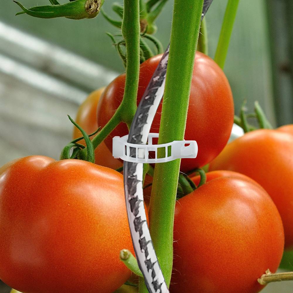 Attaches pour tuteurs à tomates - Lot de 50 - Image 2