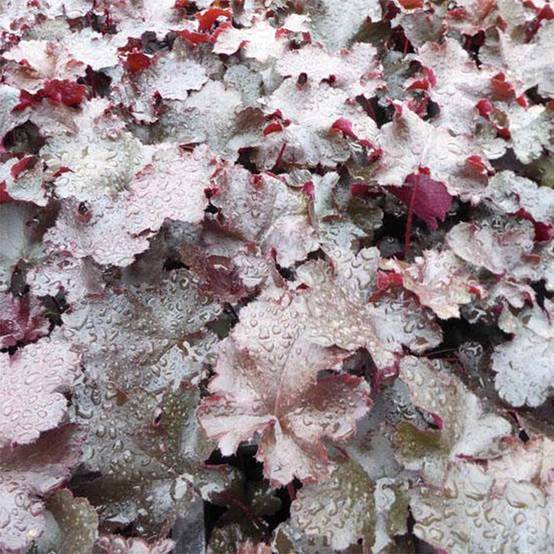 Promesse de Fleurs - Heuchère - Heuchera Black Beauty Godet de 8/9 cm