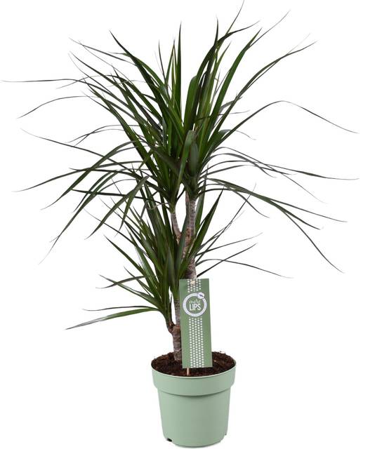 Dracaena Marginata - D17 H70cm